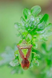 Hawthorn Shield Bug