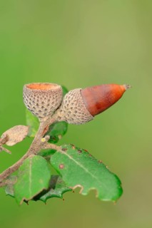 Acorn
