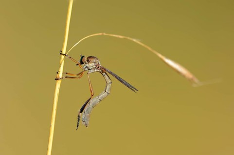 Striped Slender Robberfly