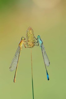 Blue-tailed damselflies
