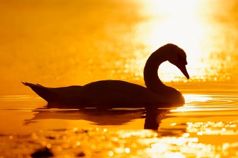 Mute swan