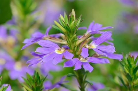 Fairy Fan-flower