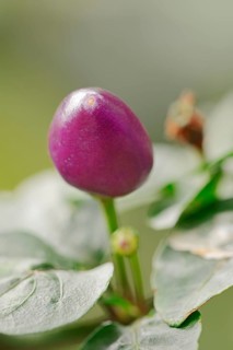 Tabasco 'Jalapeno Purple'
