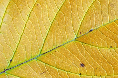 Red Osier Dogwood