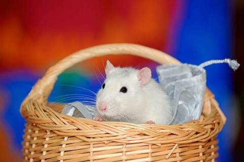 Coloured rat in basket
