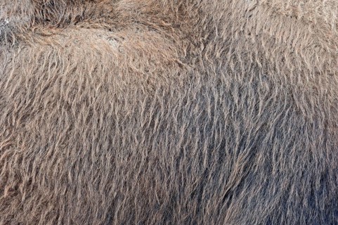 Bactrian camel