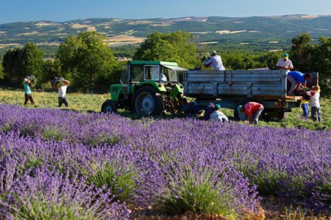 Lavender harvest