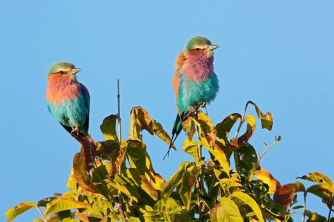 Lilac-breasted roller