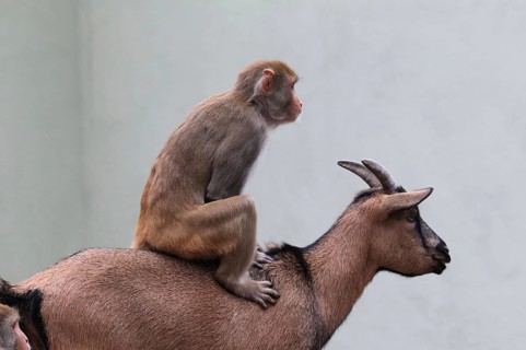 Rhesus macaque