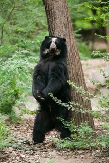 Spectacled Bear