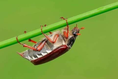 Cockchafer