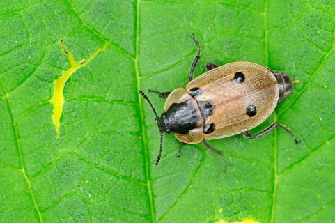 Burying Beetle