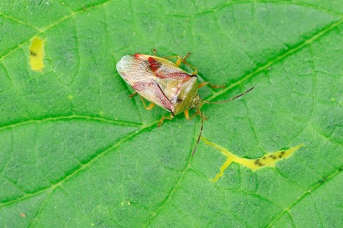 Birch Shield Bug
