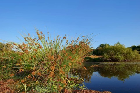 Common Rush