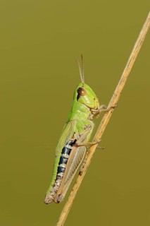 Common Meadow grasshopper