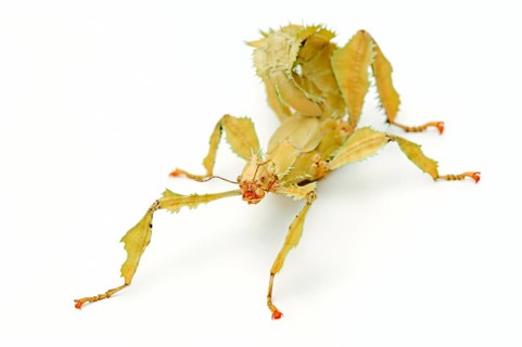 Giant prickly stick insect