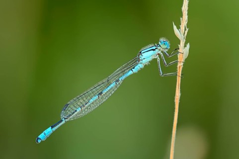 Common blue damselfly