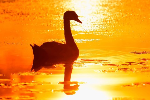 Mute swan