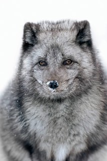 Arctic fox