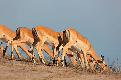 Blackfaced impala