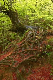 Beech trees