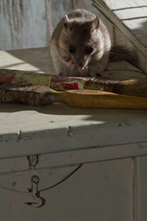 Fat dormouse
