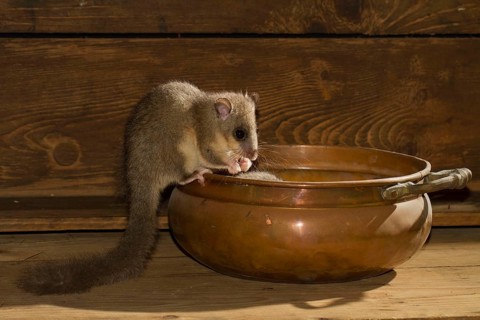 Edible dormouse