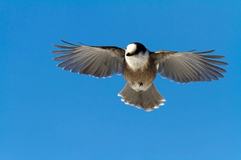 Grey Jay
