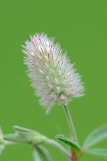 Hare clover