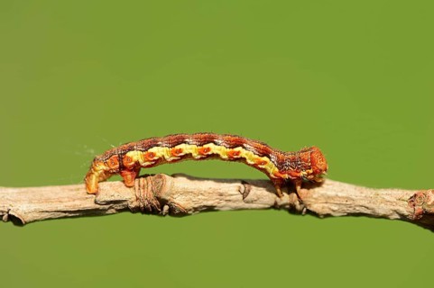 Mottled Umber