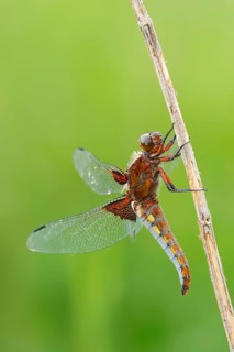 Broad bodied chaser