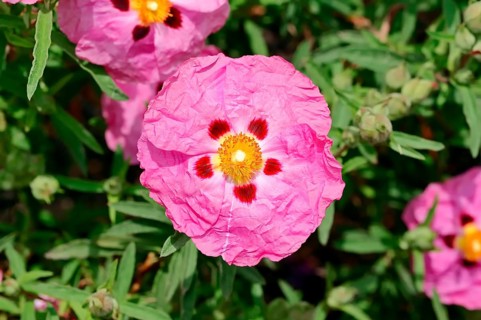 Orchid Rockrose