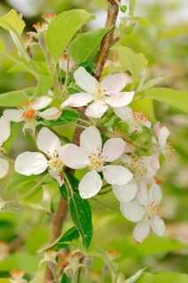 Apricots