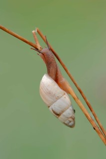 March snail