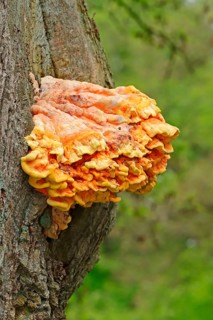 Sulphur Shelf
