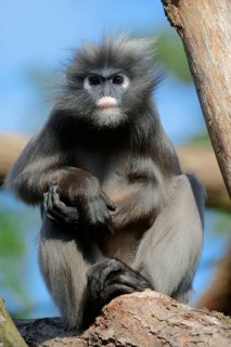 Dusky Leaf Monkey