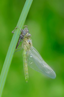 Black-tailed Skimmer