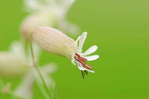 Bladder Campion