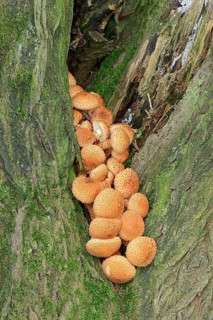 Shaggy scalycap