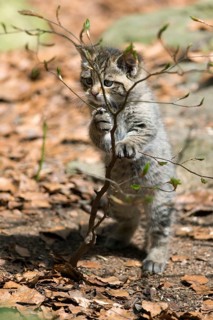 European Wildcat