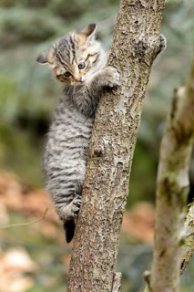 European Wildcat
