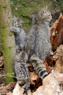 European Wildcat