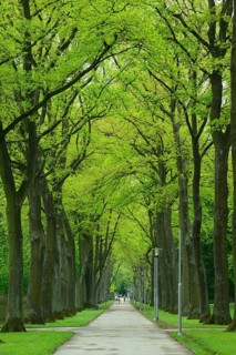 Court Garden