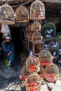 Birds for sale