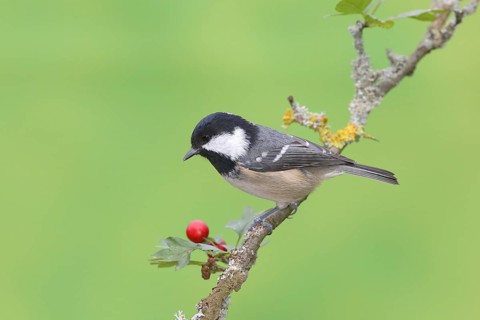 Coal tit