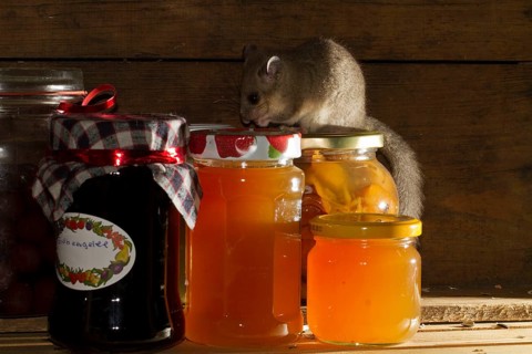 Fat dormouse