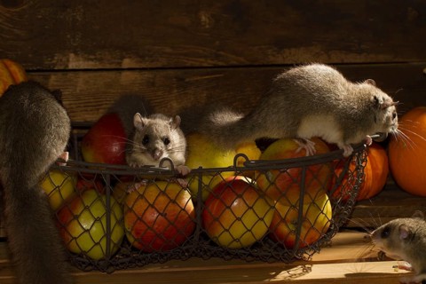 Edible dormouse