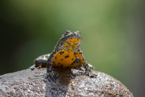 Yellow-bellied toad