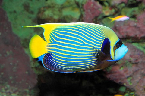 Emperor angelfish