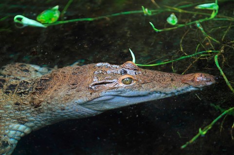 Philippine crocodile